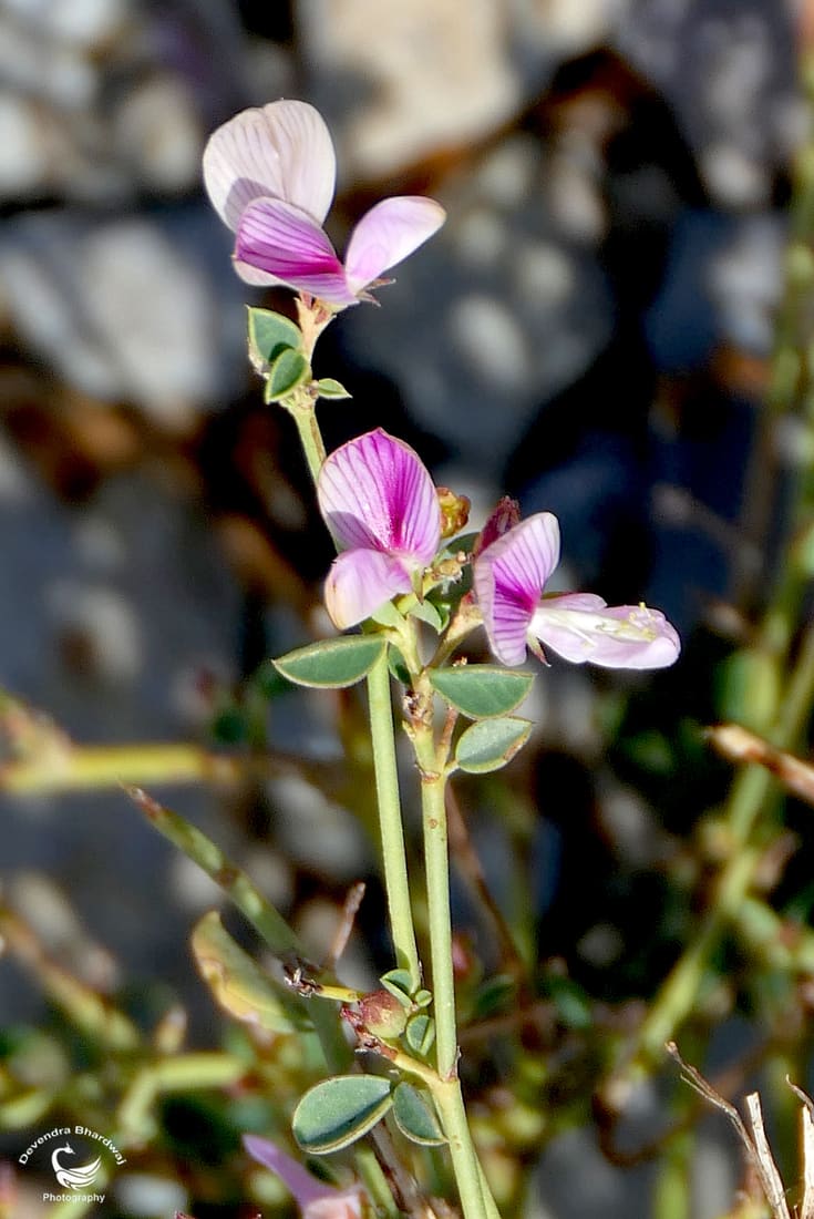 Wedge-Leaf Taverniera (Taverniera cuneifolia) photographed by Devendra Bhardwaj