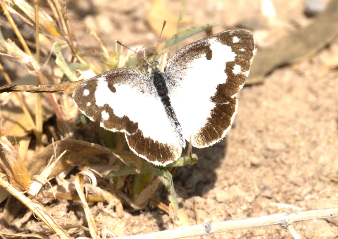 White Arab (Colotis phisadia vestalis) photographed by Devendra Bhardwaj