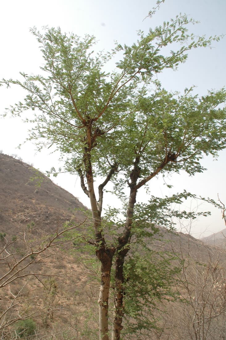 White Bark Acacia (Vachellia leucophloea) photographed by Devendra Bhardwaj