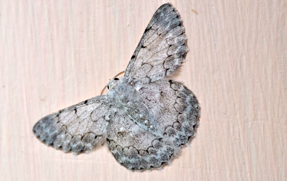 White Looper Moth (Pingasa chlora) photographed by Devendra Bhardwaj