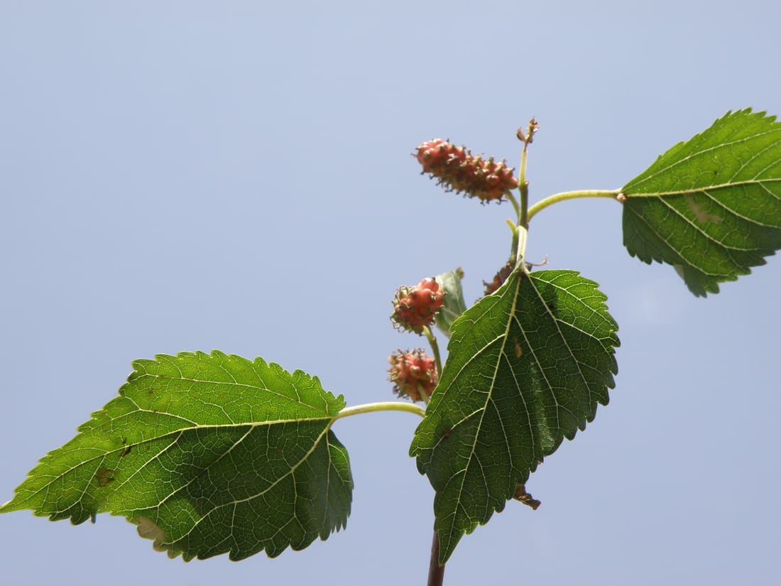 White mulberry (Morus alba) photographed by Devendra Bhardwaj