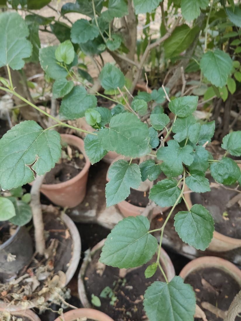 White mulberry (Morus alba) photographed by Devendra Bhardwaj