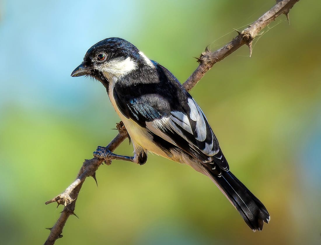 White-naped tit (Machlolophus nuchalis)