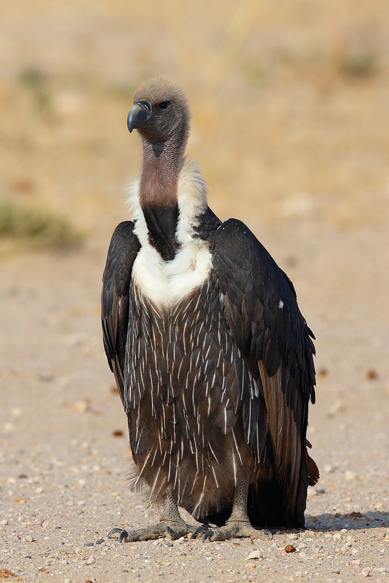 A white-rumped vulture standing on the ground, facing the camera