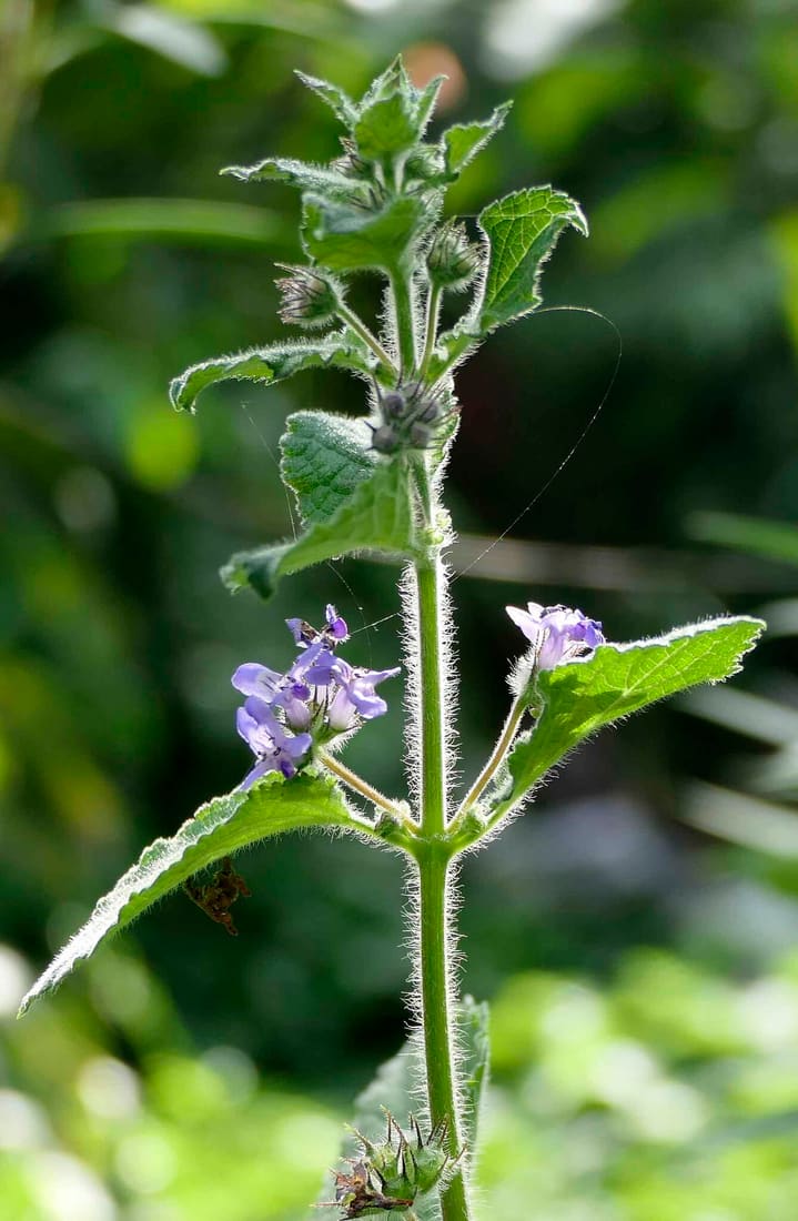 Wide Spikenard (Mesosphaerum suaveolens) photographed by Devendra Bhardwaj