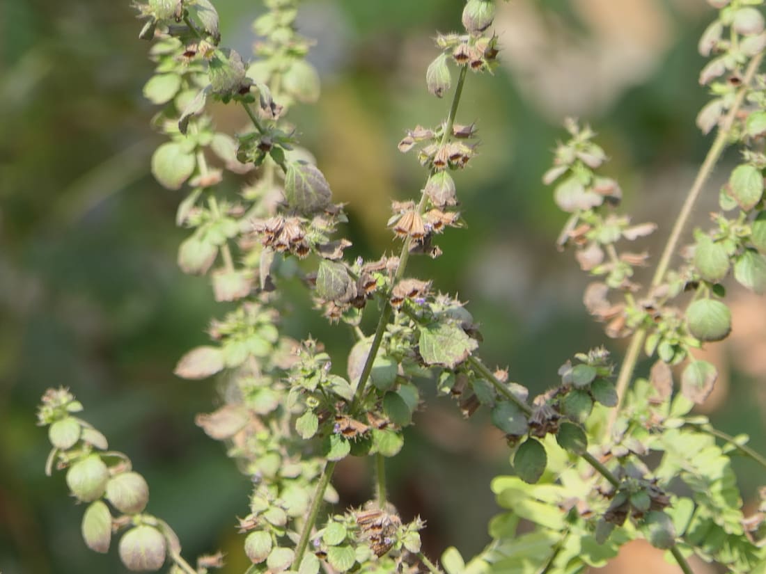 Wide Spikenard (Mesosphaerum suaveolens) photographed by Devendra Bhardwaj