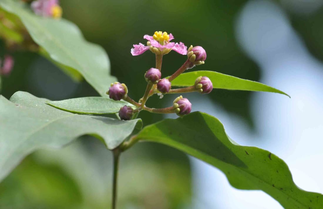 Wild crapemyrtle (Malpighia glabra) photographed by Devendra Bhardwaj