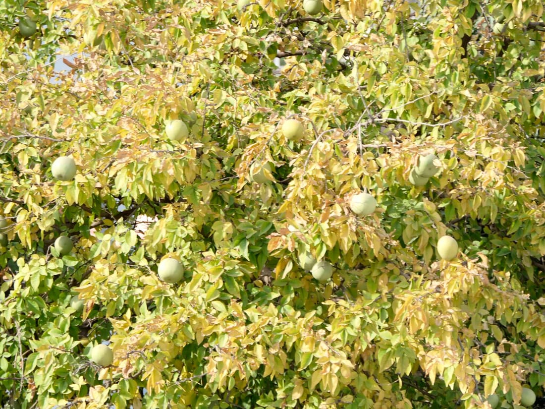 Wood apple (Aegle marmelos) photographed by Devendra Bhardwaj