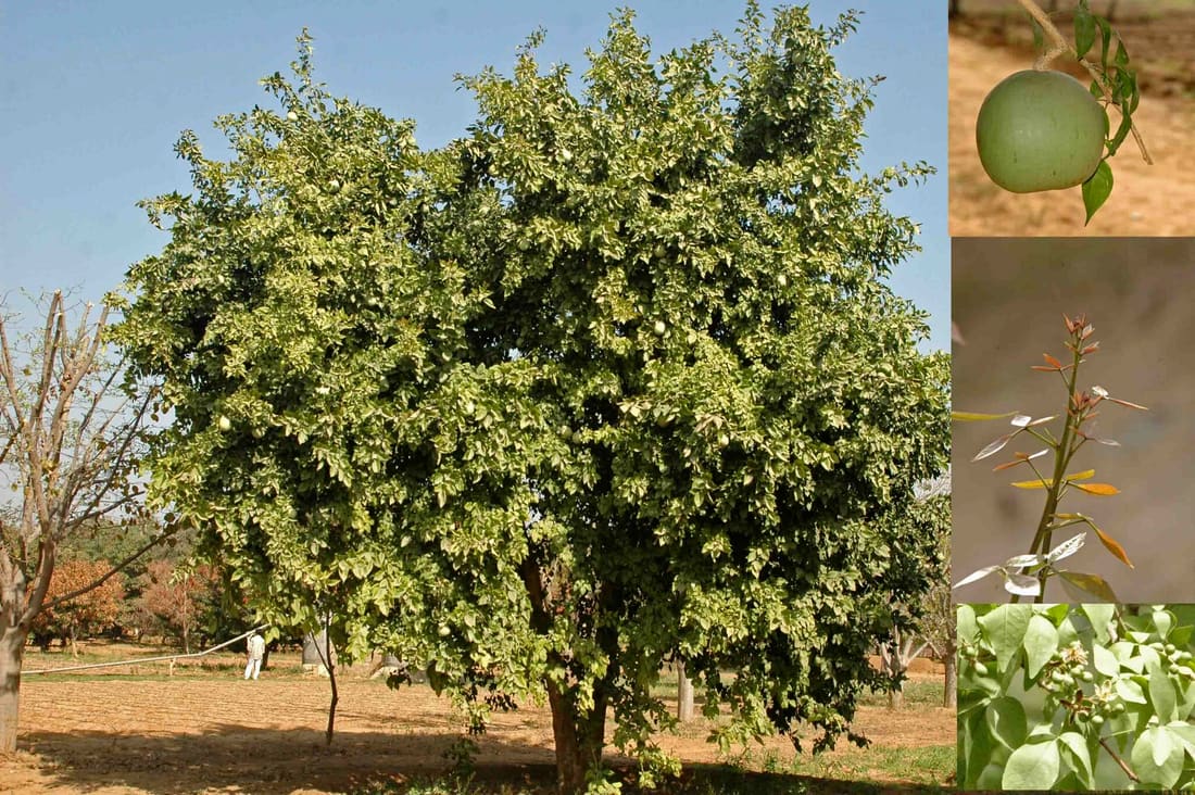 Wood apple (Aegle marmelos) photographed by Devendra Bhardwaj