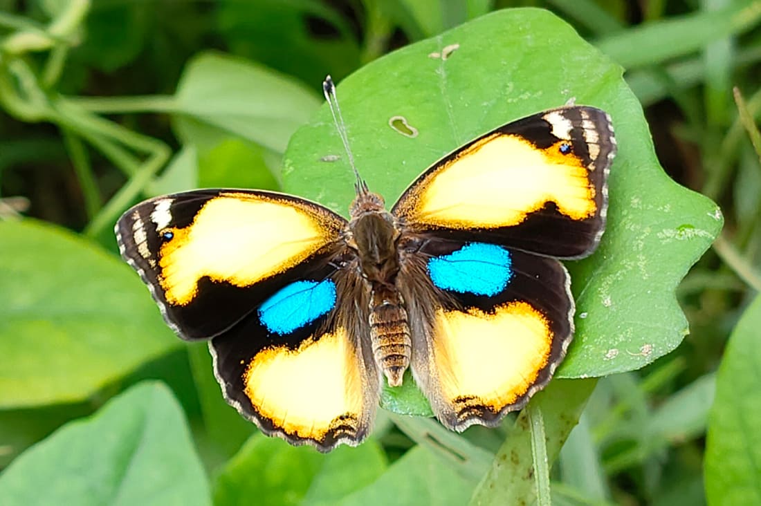 Yellow Pansy (Junonia hierta) photographed by Devendra Bhardwaj