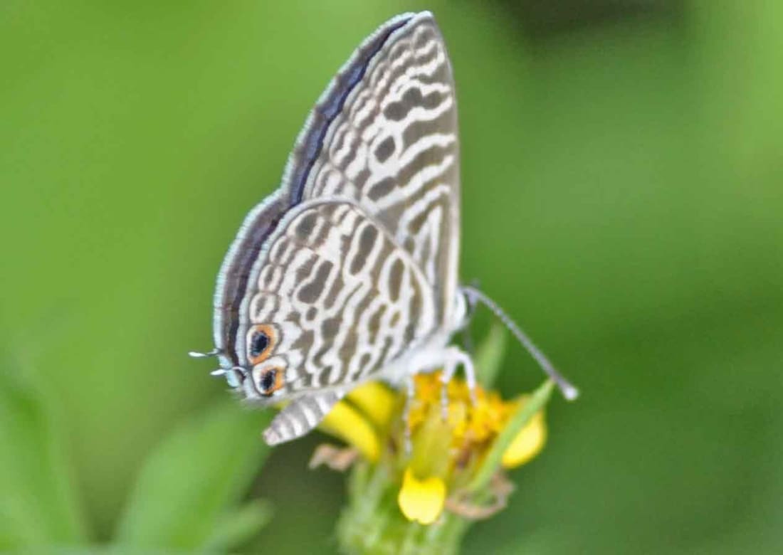 Zebra Blue (Leptotes plinius) photographed by Devendra Bhardwaj