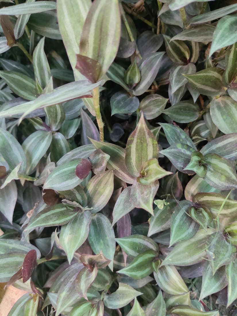 Zebra plant (Tradescantia zebrina) photographed by Devendra Bhardwaj