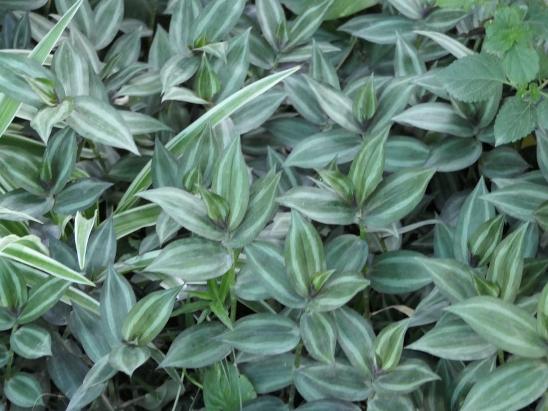 Zebra plant (Tradescantia zebrina) photographed by Devendra Bhardwaj